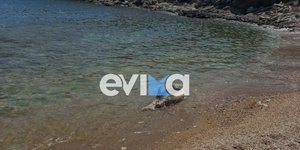 Εύβοια: Η θάλασσα ξέβρασε ένα νεκρό δελφινάκι στην παραλία Λιμανάκι