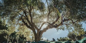 Ελαιώνας οικογένειας Φωτεινού στις Αμάδες Χίου / Φωτογραφία: Amades Rootings