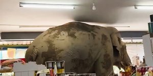 Ο ελέφαντας που εισέβαλε στο μίνι μάρκετ στην Ταϊλάνδη 