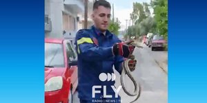 Φίδι εντοπίστηκε σε αυλή σπιτιού στην Σπάρτη