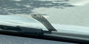 Το φίδι που ξεπρόβαλε από το παρμπρίζ αυτοκινήτου στον Βόλο