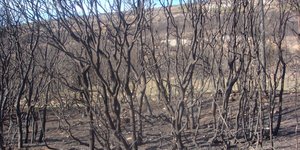 Έσβησε η φωτιά στη Δράμα