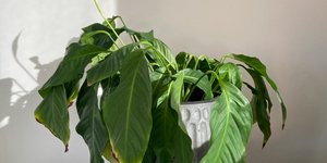 Τα 7 «καμπανάκια» που δείχνουν ότι τα φυτά σας χρειάζονται επειγόντως πότισμα