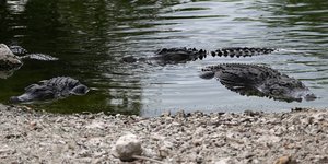 Αλιγάτορες στο Florida Everglades, στο Εθνικό Καταφύγιο Big Cypress της Φλόριντα