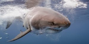 Λευκός καρχαρίας