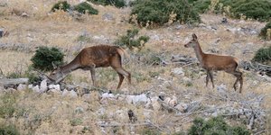 Ελάφια στην Πάρνηθα
