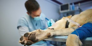 Κτηνίατρος εξετάζει ένα μεγάλο σκύλο