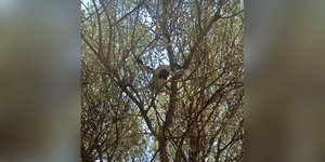 Μακύνεια: Λουόμενος πέταξε drone πάνω από το γιοτ του Ζούκερμπεργκ και αυτό προσγειώθηκε μόνο του 2χλμ μακριά