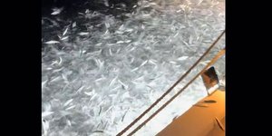 «Βροχή» από ψάρια στον Αμβρακικό κόλπο στην Πρέβεζα