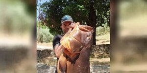 Ο ψαροντουφεκάς με τον τεράστιο ροφό