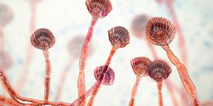 Μύκητας Fungus Aspergillus flavus