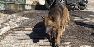 Ο σκύλος με το καμένο πρόσωπο στις φωτιές στην Πεντέλη