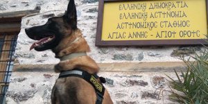  Βγαίνει στη σύνταξη ο Όσκαρ, ο πιο διάσημος σκύλος περιπολίας της ΕΛΑΣ 