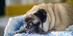 Σκύλος κοιμάται πάνω σε κουβέρτα