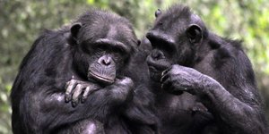 Η τεχνητή νοημοσύνη μπορεί σύντομα να είναι σε θέση να αποκωδικοποιήσει τη γλώσσα των ζώων / SHUTTERSTOCK