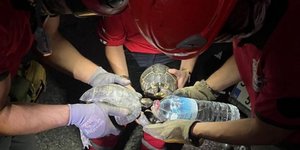 Πυροσβέστες προσφέρουν νερό σε χελώνες στη φλεγόμενη Σμύρνη 