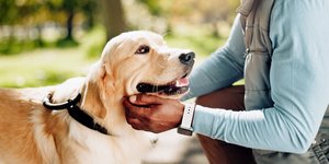 ζώα συντροφιάς