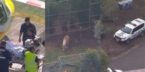 Ελικόπτερο μετέφερε το θύμα σε νοσοκομείο μετά την επίθεση που δέχθηκε από λιοντάρι στο Κουίνσλαντ 