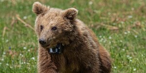Επανένταξη για τη Μάρθα, το ορφανό αρκουδάκι που είχε βρεθεί πέρσι φοβισμένο σε αυλή σπιτιού