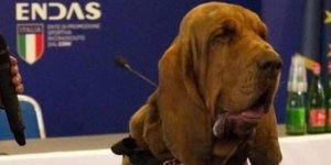 Τραγικός θάνατος για διάσημο σκύλο-ανιχνευτή στην Ιταλία 