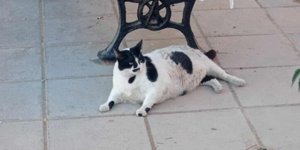 Ο θρυλικός γάτος των Χανίων, Chonkus Maximus