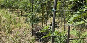 Δενδρύλλια κάνναβης στην Λαμία