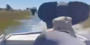 Ελέφαντας όρμηξε σε Βρετανούς τουρίστες στην Αφρική
