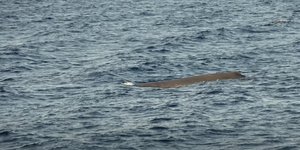 Κοντά στις ακτές του Άστρους Κυνουρίας εντοπίστηκε φάλαινα φυσητήρας