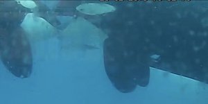 Φάλαινες φιλιούνται