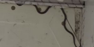 Φίδι σε αεροπλάνο