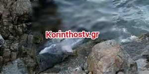 Νεκρή φώκια ξεβράστηκε στο Αμόνι Κορινθίας