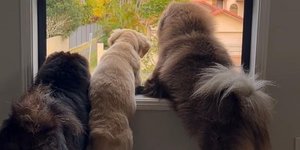 Ο επαγγελματικός λογαριασμός της Ροσέλ Μαρινάτο στα μέσα κοινωνικής δικτύωσης κατέβηκε από τη Meta, αφού ανάρτησε μια αθώα φωτογραφία με τρία σκυλιά