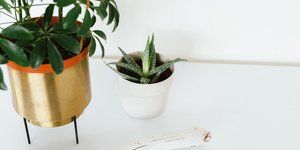 Φυτά/Φωτογραφία Unsplash