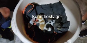 Περαχώρα Λουτρακίου: Πυροσβέστες απεγκλώβισαν από φρεάτια 4 μικρά γατιά