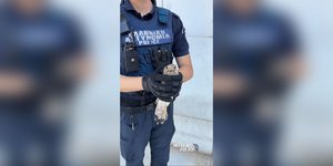 Το τραυματισμένο γεράκι στα χέρια του αστυνομικού