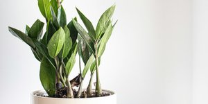 Γιατί μαραίνονται τα φυτά σας το καλοκαίρι -Κι όμως, δεν φταίει το πότισμα