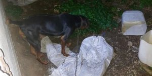 Aαλυσοδεμένος σκύλος στην Κρήτη