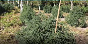 Εξαρθρώθηκε συμμορία που καλλιεργούσε και διακινούσε κάνναβη -Συνελήφθησαν 8 άτομα, πάνω από 2 εκατ. ευρώ κέρδη