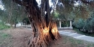 Η ελιά Ευδοκία στην Κέρκυρα