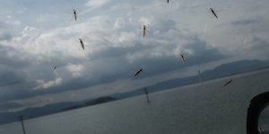 κουνουπια ποταμι