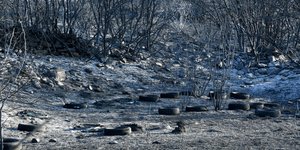 Καμένα δένδρα και θάμνοι από τη φωτιά στην Αγία Λάρισας