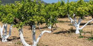 Λευκοί κορμοί στα δέντρα