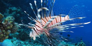 Λεοντόψαρο