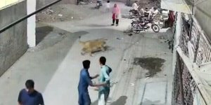 Λιοντάρι επιτίθεται σε γυναίκα