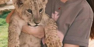 Αντιδράσεις για εστιατόριο στη Κίνα που προσφέρει γεύμα και χάιδεμα σε λιονταράκια 