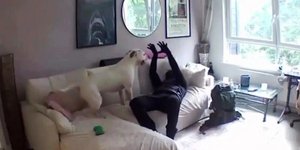 Σκύλος «καλωσορίζει» ληστή με αγκαλιές 