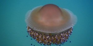 Μεσογειακή μέδουσα