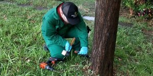 Ο Δήμος Αθηναίων θωρακίζει τις μουριές της πόλης απέναντι στο καταστροφικό έντομο Xylotrechus chinensis