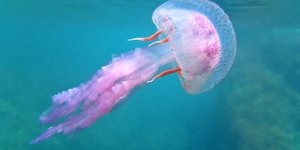 Venomous Purple Jellyfish