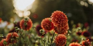 Ντάλιες/Φωτογραφία Unsplash